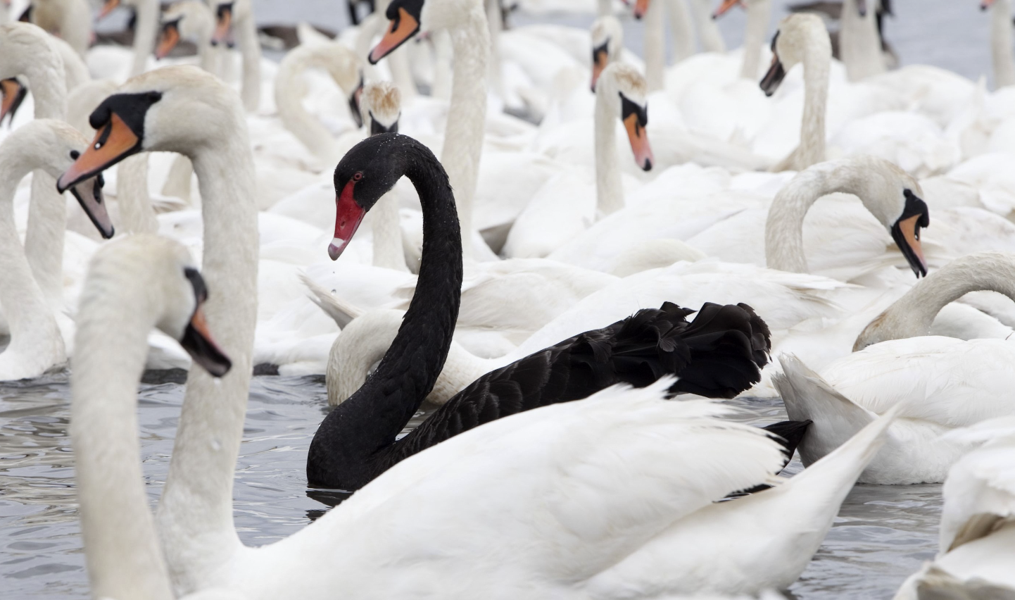 Black Swans, Green Swans and the New Climate Reality for Global Sport