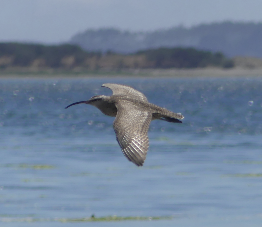 Racing the Whimbrel: The 30,000km Expedition Linking Sport, Science and Nature