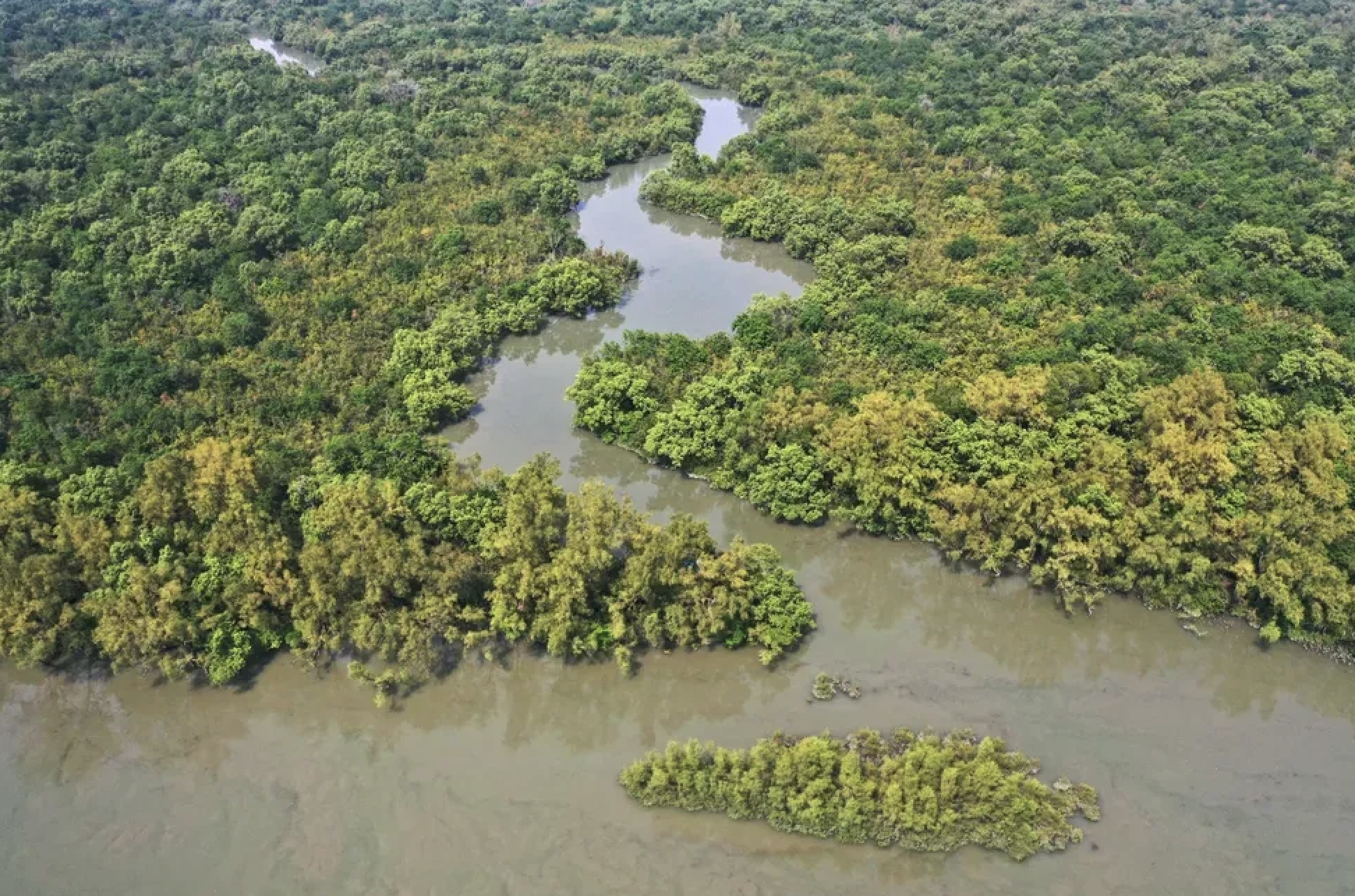 Racing for the Reef: Envision’s Mangrove Mission Drives Climate Action in the Sundarbans