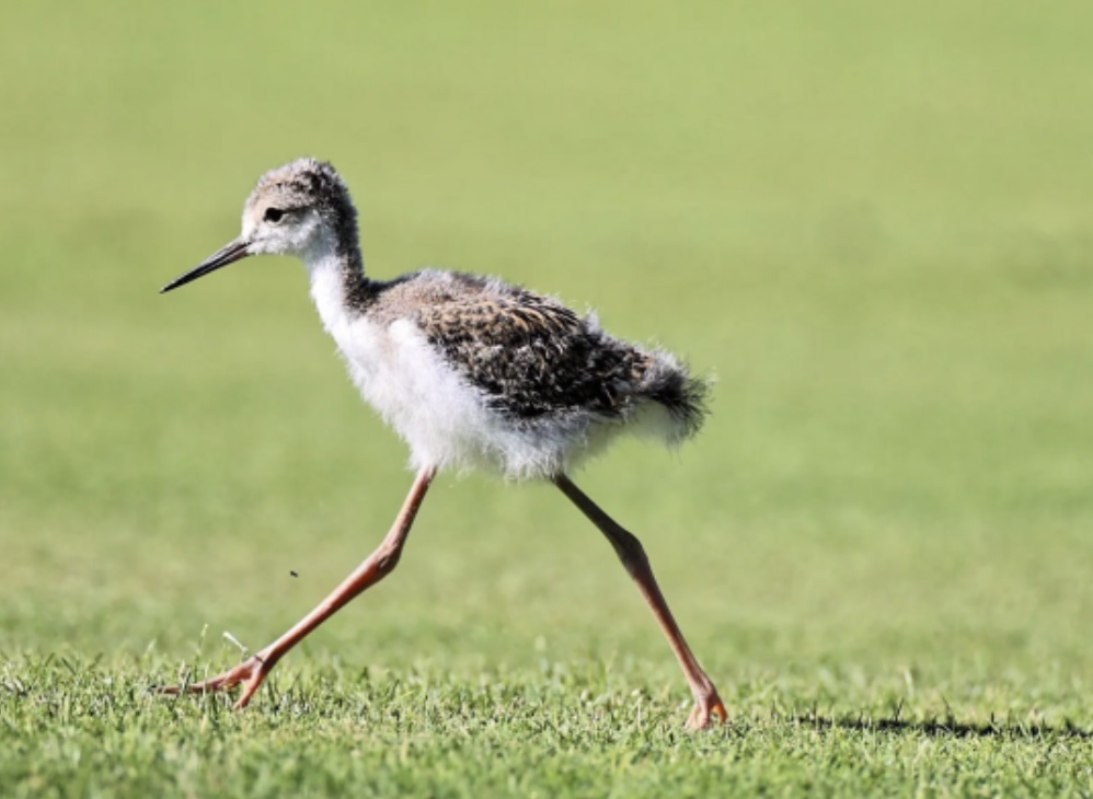 Swinging Into Action: How French Golf Is Becoming a Force for Biodiversity